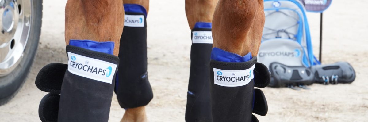 cryochaps horse boots